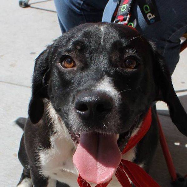 Black and white dog wearing a red leash, mouth open.