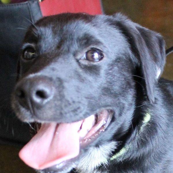 Close-up of a black dog with its tongue out.