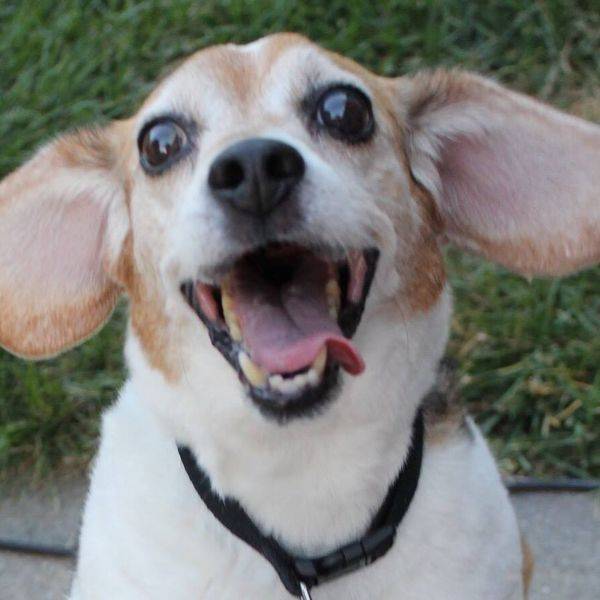 Happy tan and white dog with large ears, mouth open.