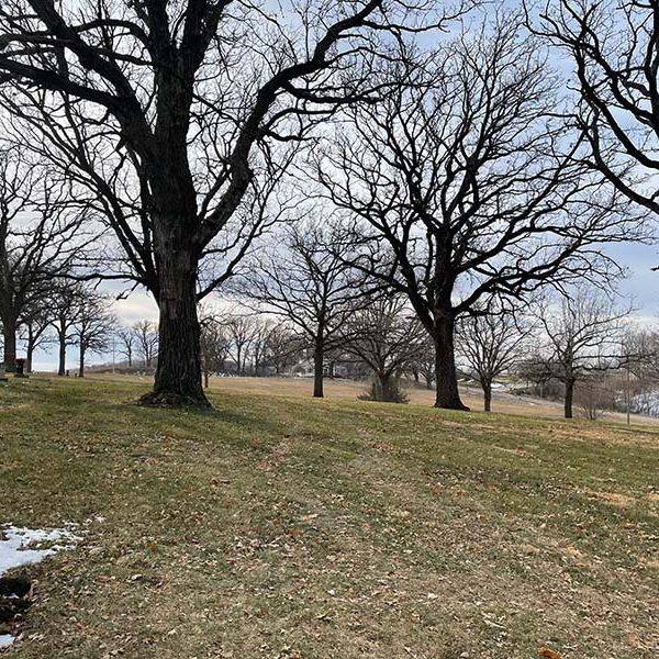Open grassy lawn under large bare trees on the cemetery grounds.