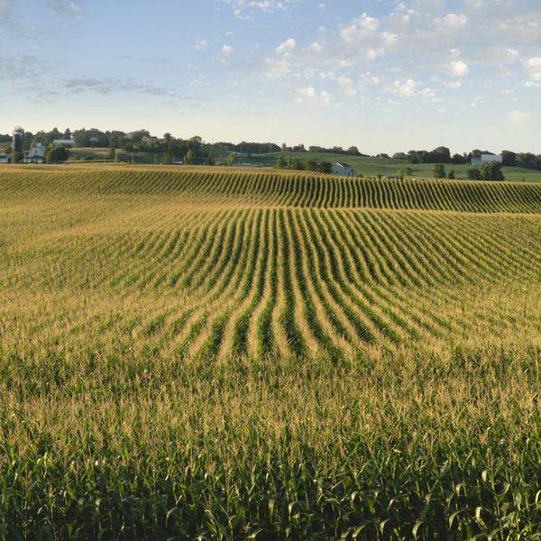 Green cornfield rows under a partly cloudy sky at golden hour.