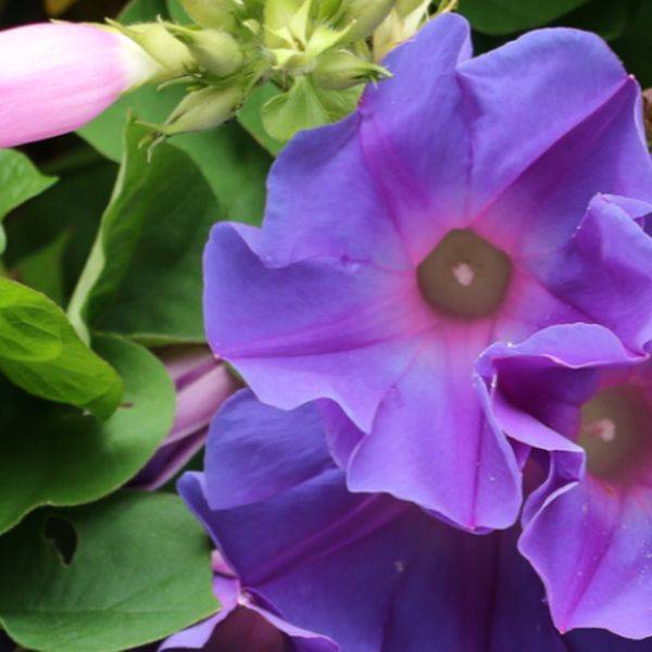 Close-up of purple morning glory flowers with green leaves.